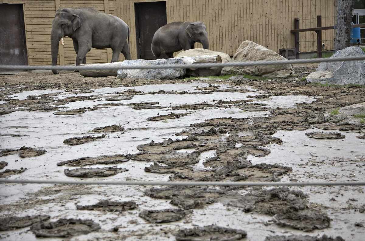 Dos elefantes en el Zoo