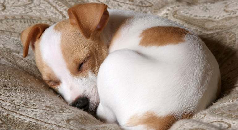 Perro durmiendo acurrucado