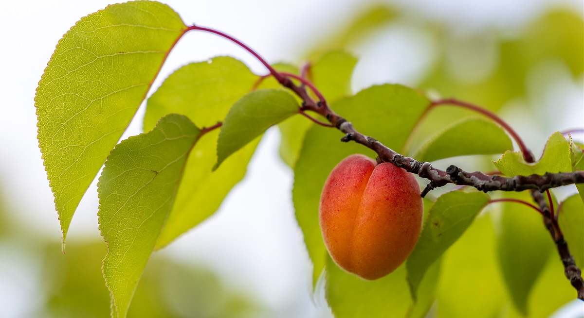 Agricultura inteligente: tecnología para cambiar el riego y ahorrar agua