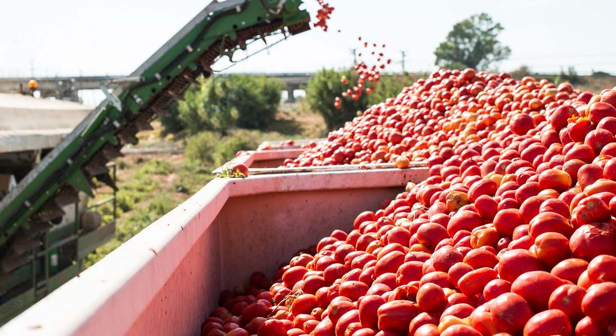 Una gran amenaza se avecina para el cultivo clave de Extremadura: el tomate chino gana terreno por su bajo precio