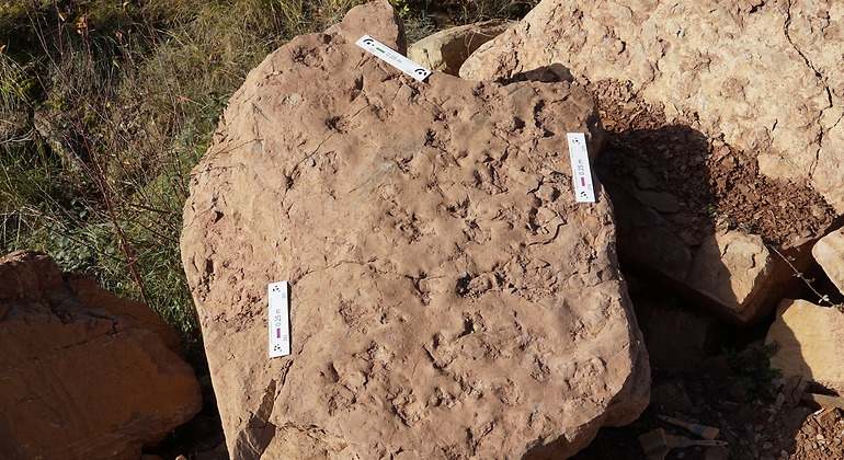huellas de mamíferos de hace 30 millones de años