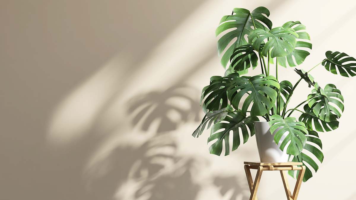 Septiembre - Monstera deliciosa