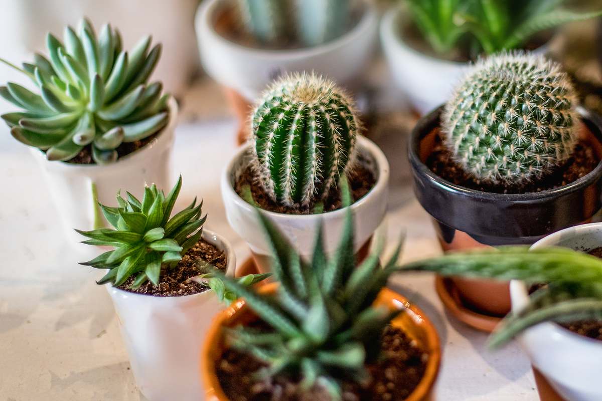 Noviembre - Cactus