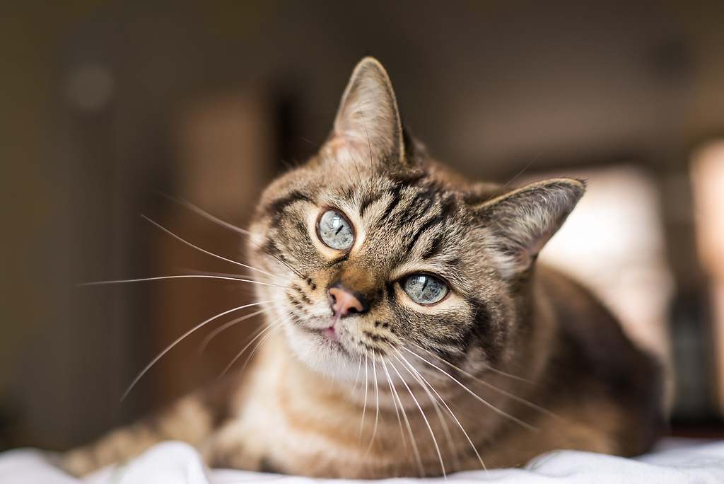 Esta es la mejor forma para llamar a un gato y no es hacer "pspsps", según un estudio