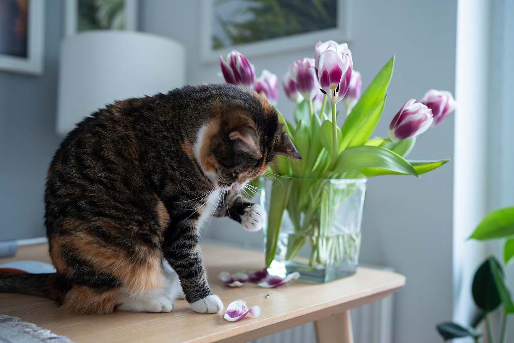 ¿Es un gato conocido o desconocido?