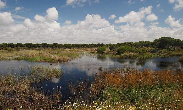donana-parque-natural.jpg
