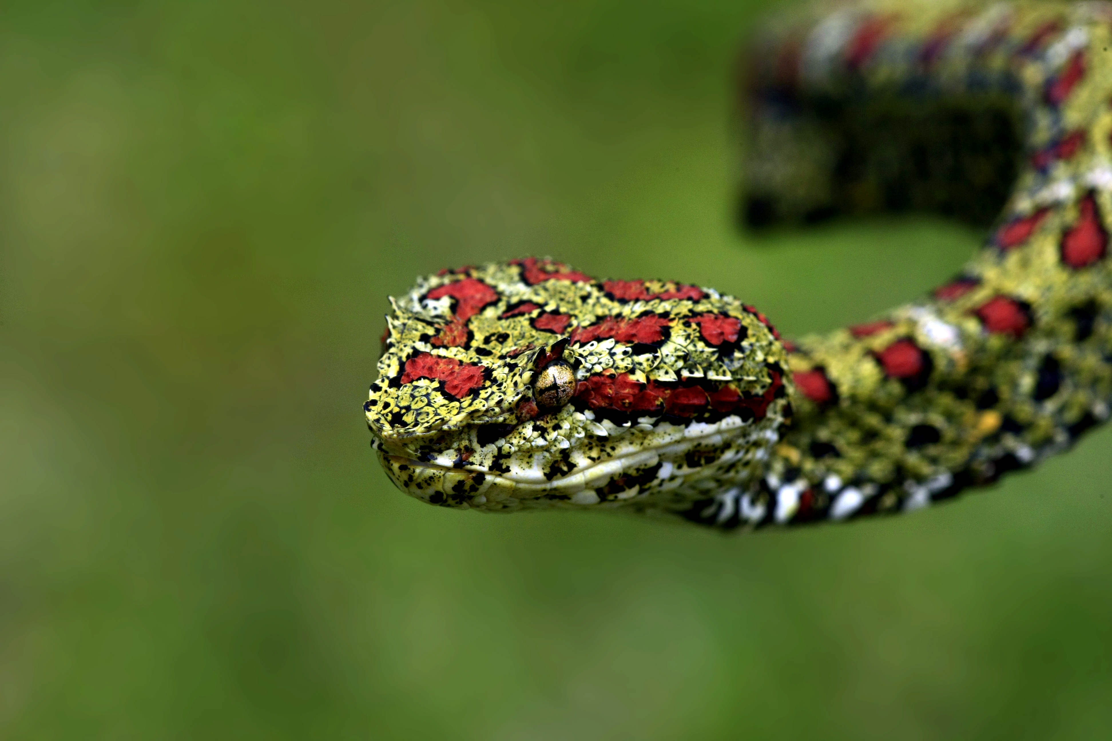 Serpiente exótica