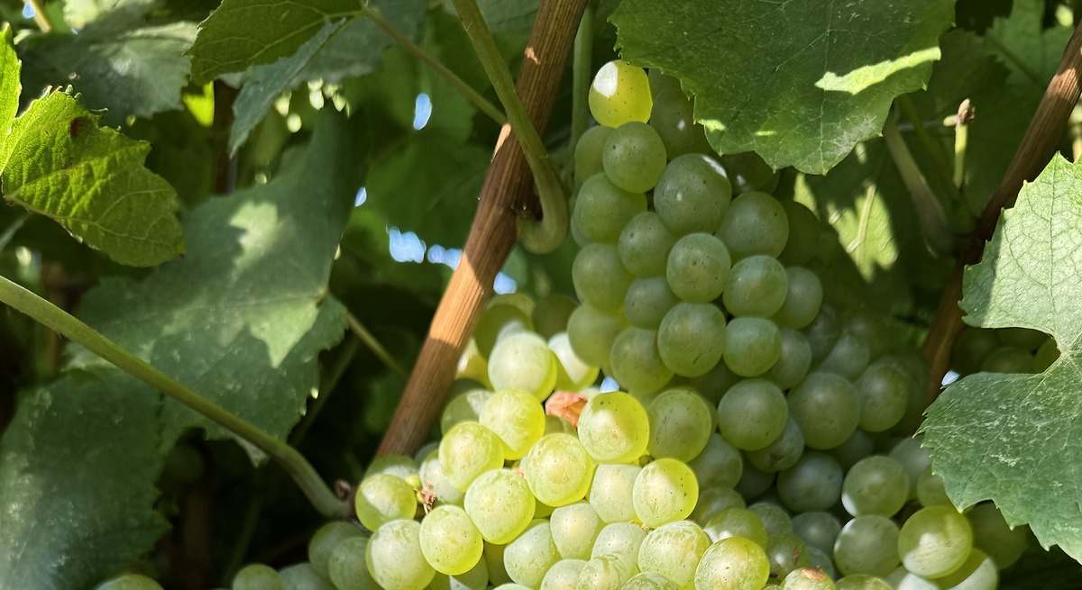 La vendimia comienza en Aragón con la previsión de recoger 114 millones de kilos de uva