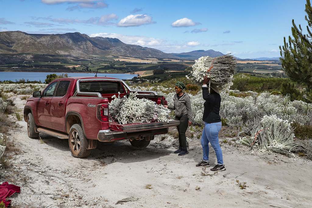 Volkswagen Amarok 2023. Segunda generación del pick-up de la marca alemana
