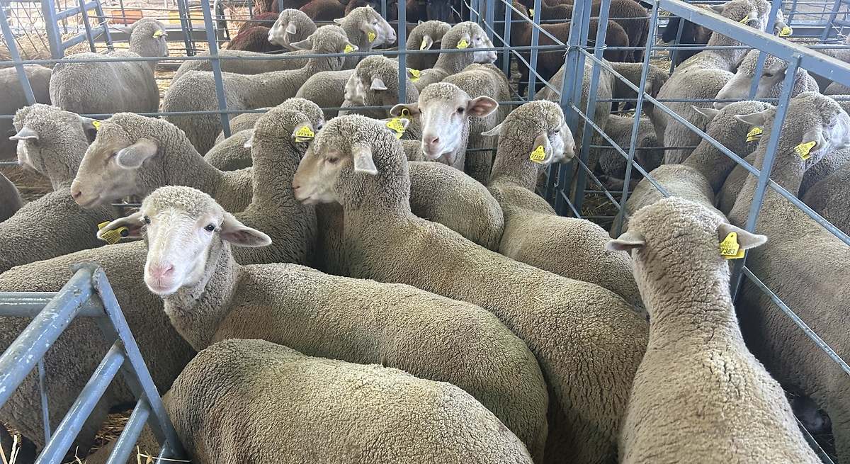 Los 3.000 ganaderos y cerezos afectados en el 2024 por la lengua azul y las intensas lluvias han cobrado ahora las ayudas extraordinarias