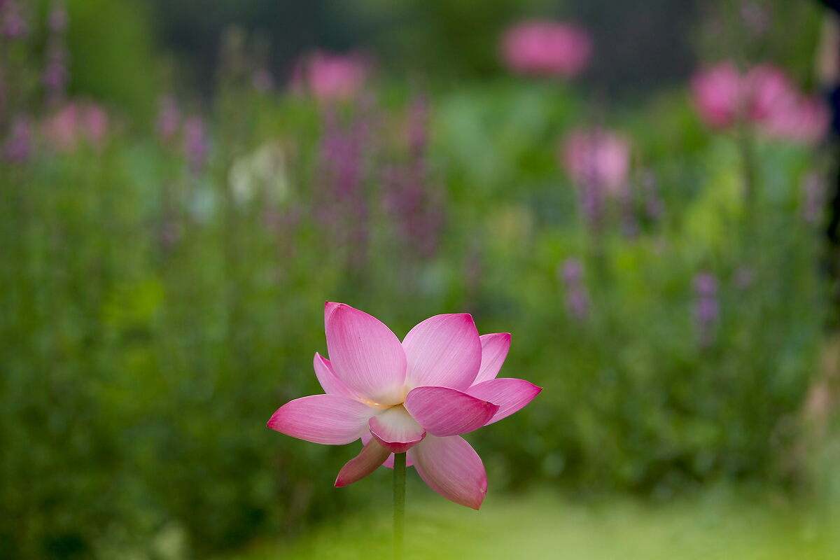 Flores