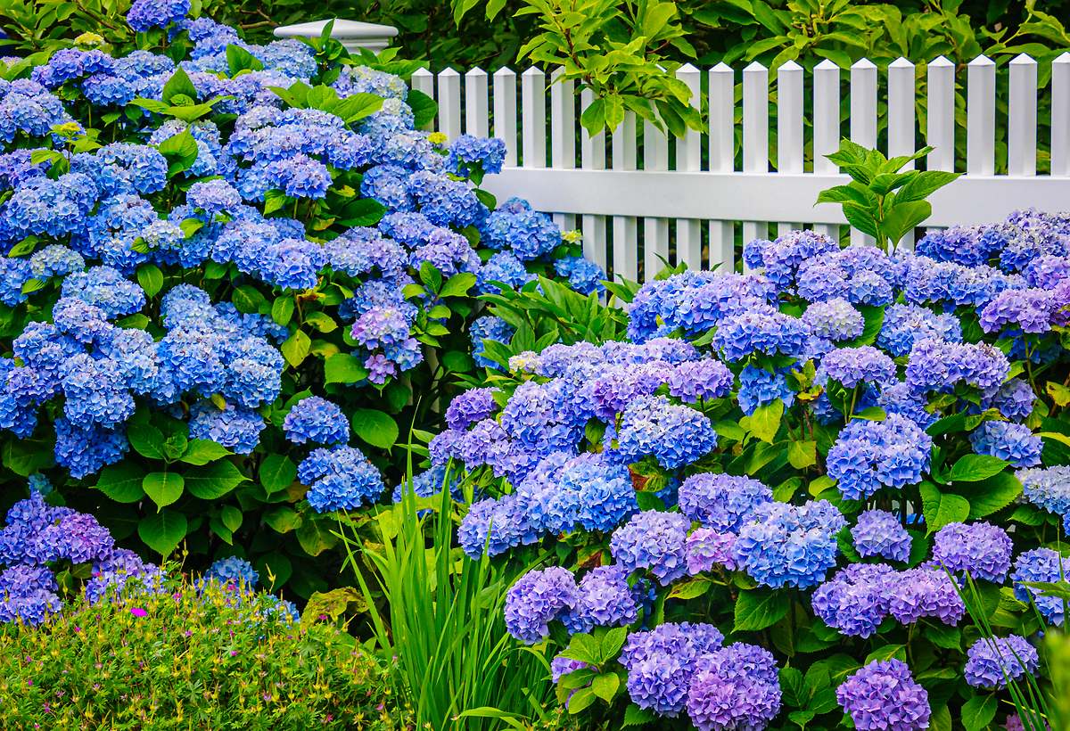 Un correcto abono, el truco de los jardineros