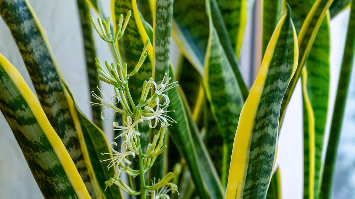Enero - Sansevieria