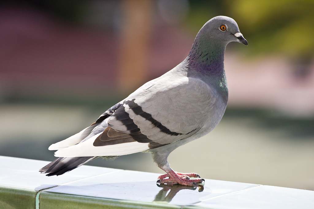 El truco para alejar a las palomas de tu terraza o jardín: solo necesitas un color