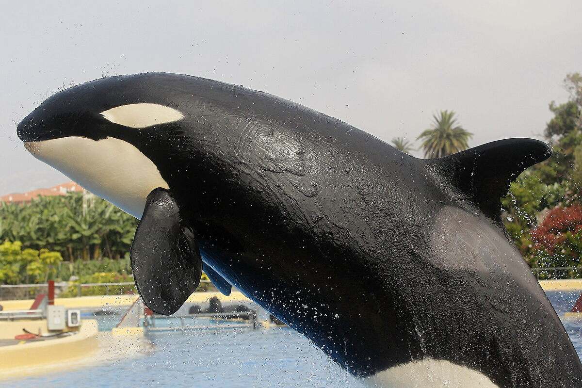 Orcas