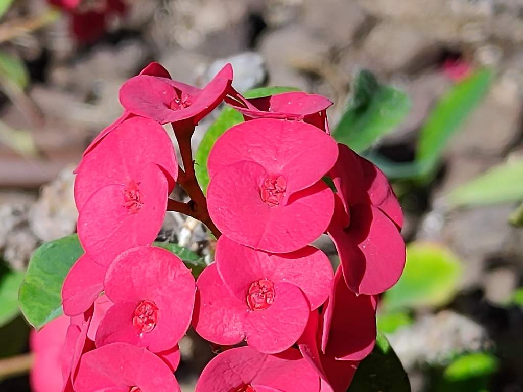 Foto con lente macro