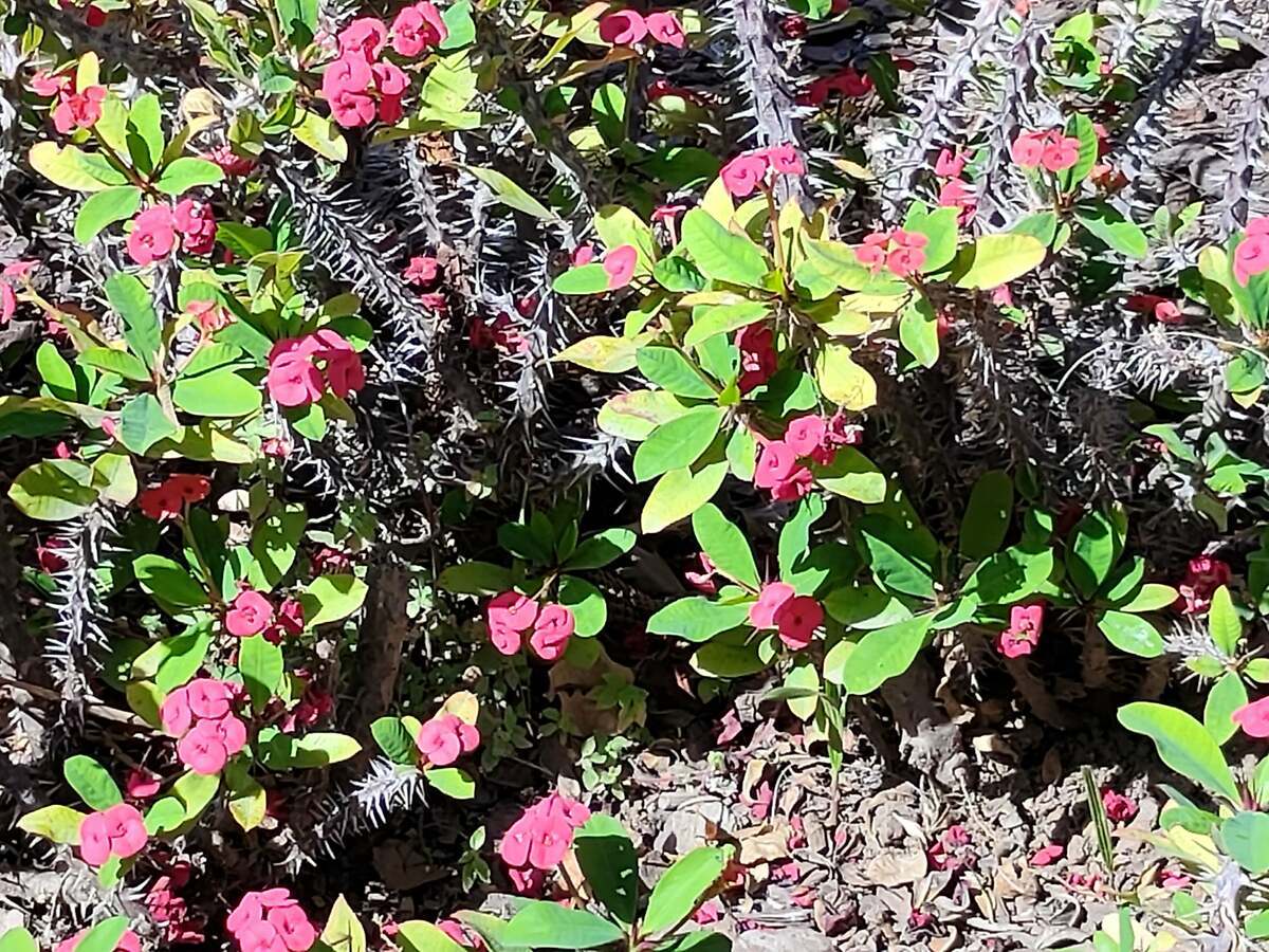 Foto con zoom 5x