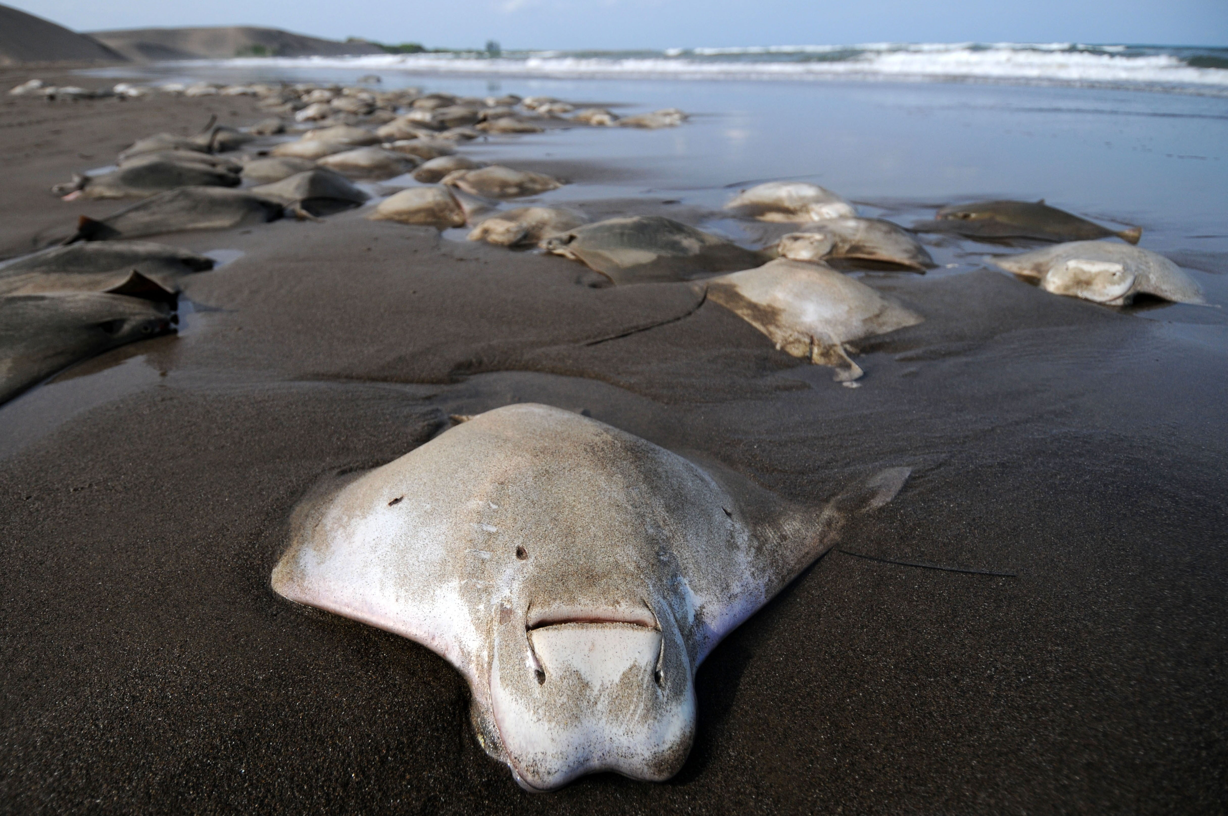 Animales marinos