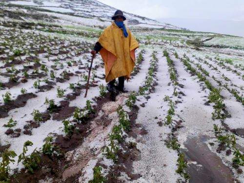 agricultor