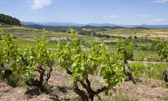 garnacha-1.jpg