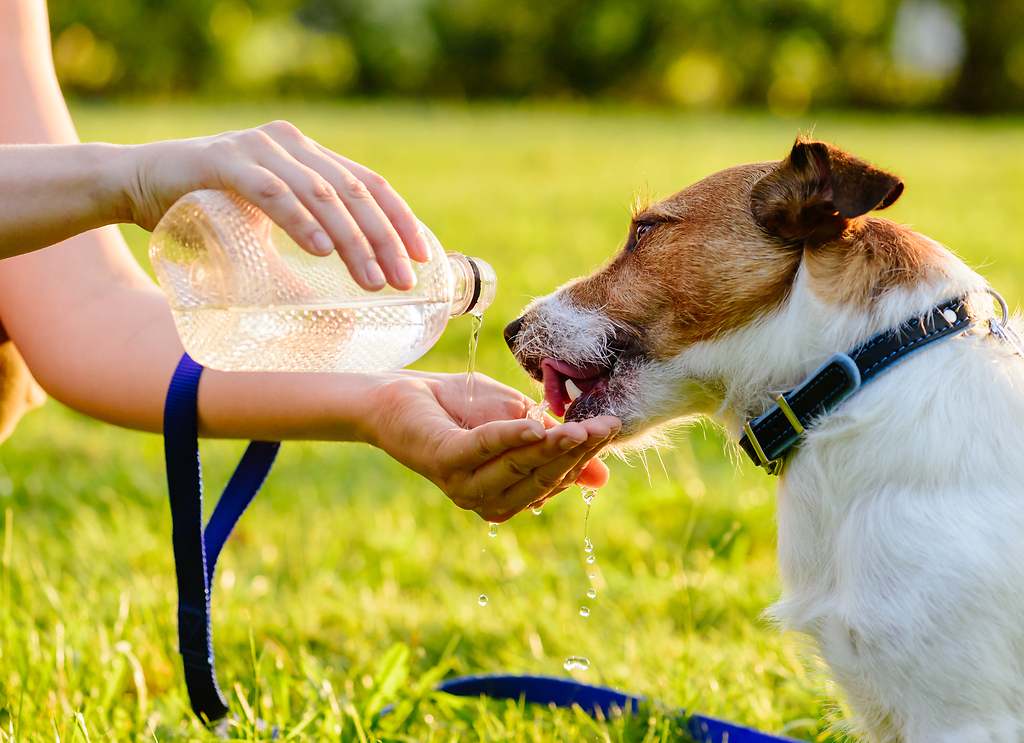 Cepíllalo habitualmente en verano