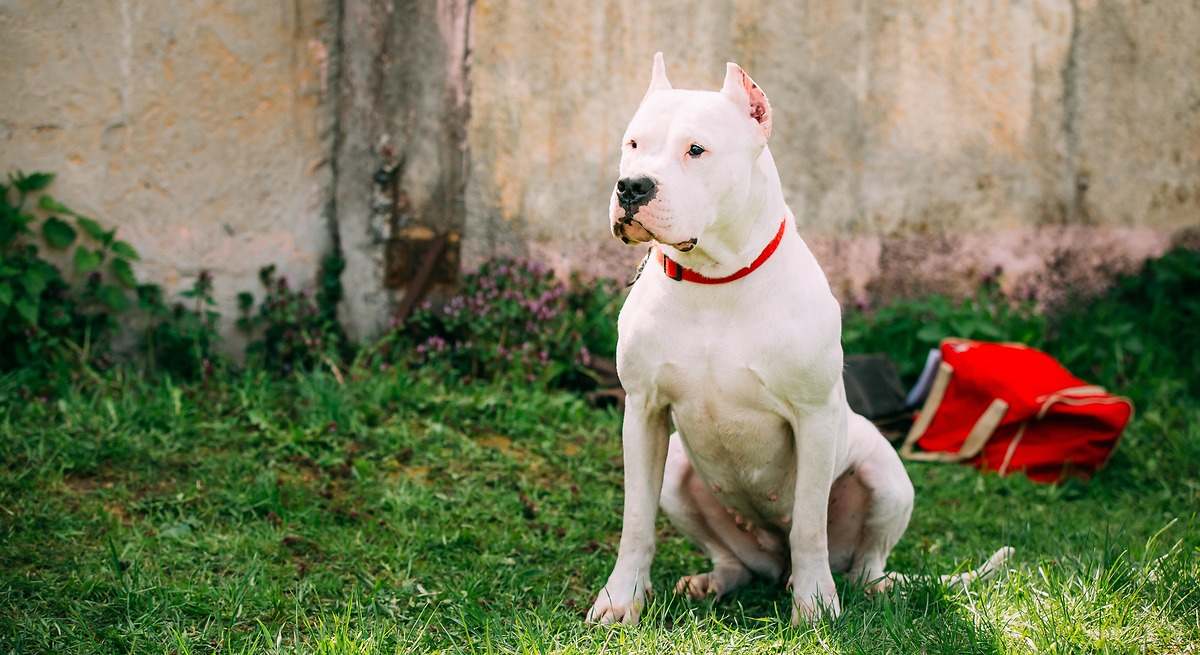 Educador canino advierte a las personas que quieran tener su primer perro: "Estas cinco razas no las recomiendo"