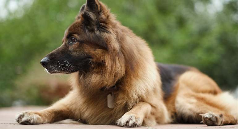 pastor belga malinois