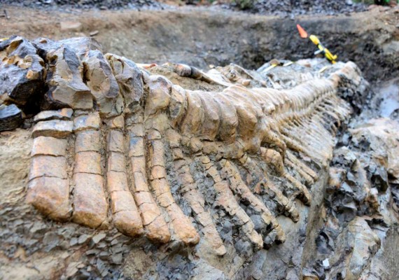 Vertebras de la cola de un dinosaurio