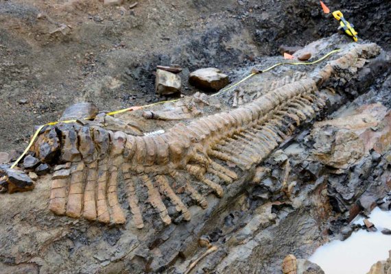 Vertebras de la cola de un dinosaurio