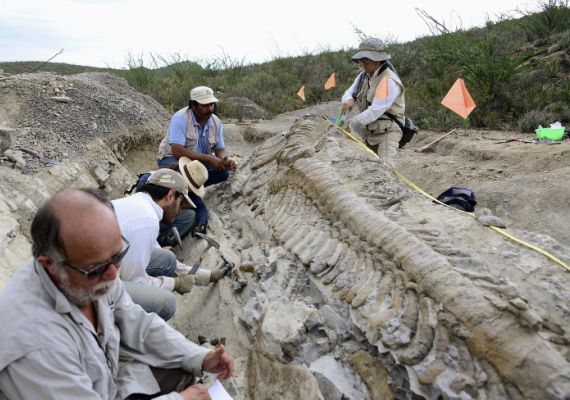 Vertebras de la cola de un dinosaurio