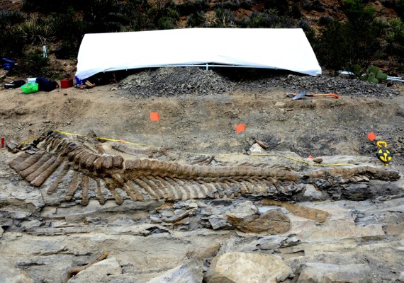 Vertebras de la cola de un dinosaurio