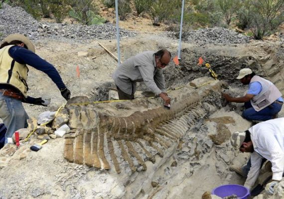 Vertebras de la cola de un dinosaurio