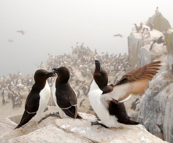Islas Farne