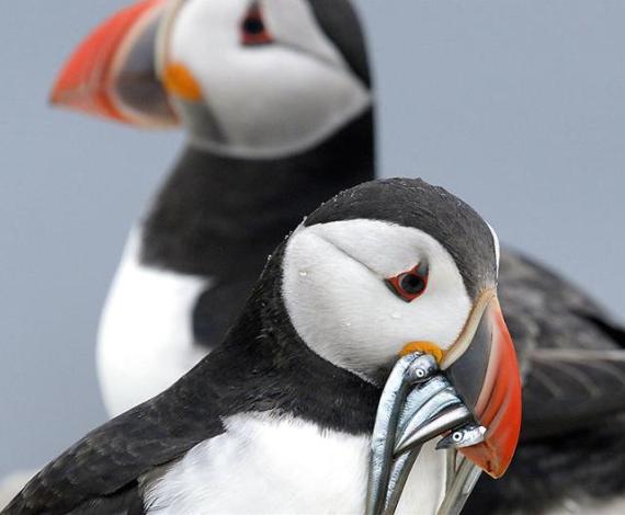 Islas Farne