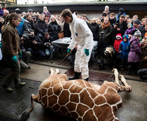 Ejecución en el zoo de Copenhague