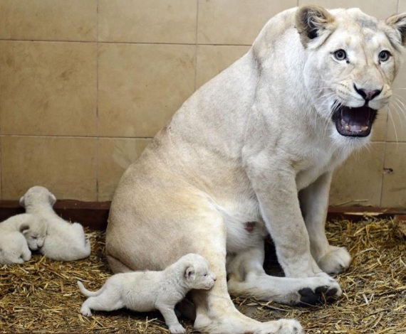 En un zoo privado de Polonia
