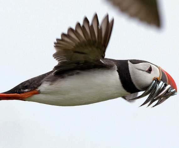Islas Farne