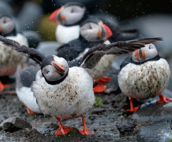 Islas Farne