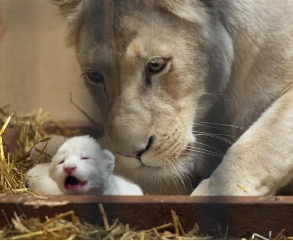 En un zoo privado de Polonia