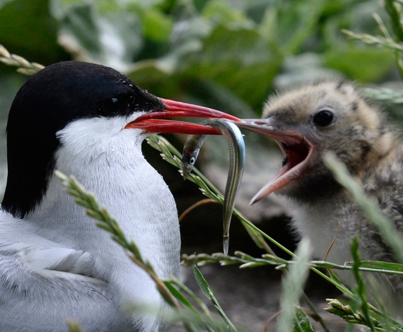 Islas Farne