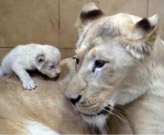 En un zoo privado de Polonia