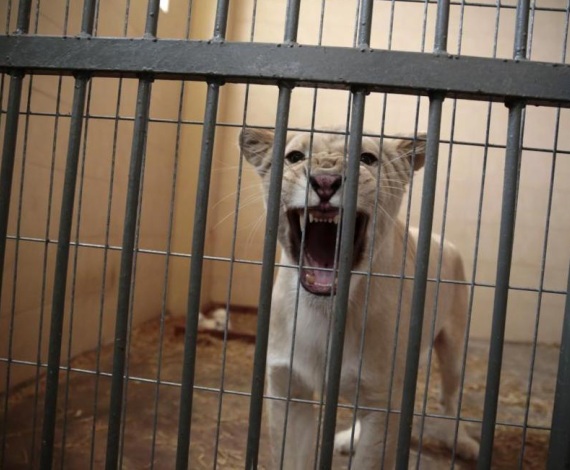 En un zoo privado de Polonia