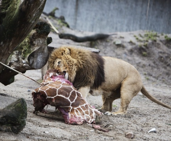 Ejecución en el zoo de Copenhague