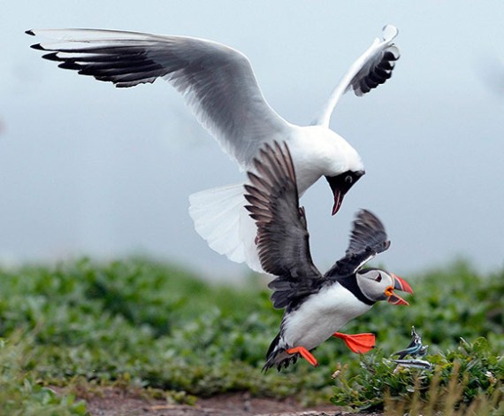 Islas Farne