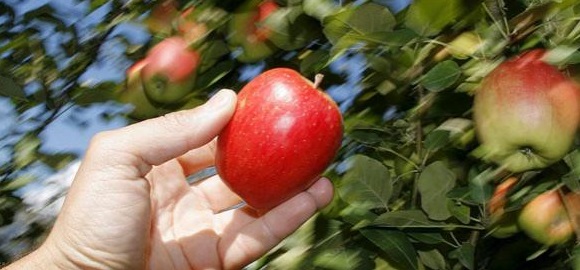 manzana-efe.jpg