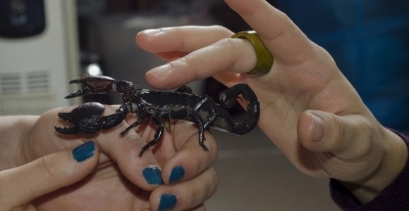 escorpion-manos-esmateria.jpg