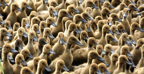 patos-granja-reuters.jpg