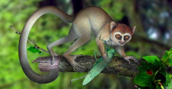 representacion-primate-antiguo-nature.jpg