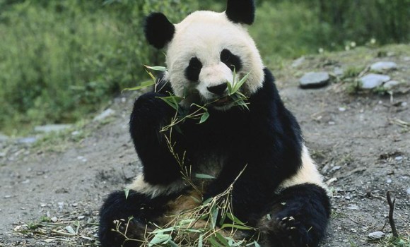 Panda-bambu.jpg