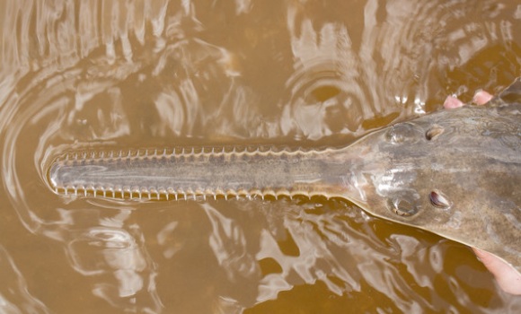 peces-sierra.jpg